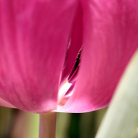 Spring Tulips