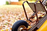 Autumn Leaves