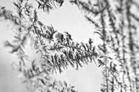 Winter '10-'11