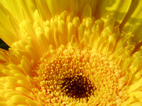 Flora