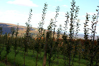 Apple/Pumpkin Picking 09